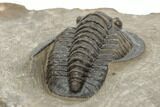 Diademaproetus Trilobite - Foum Zguid, Morocco #189851-5